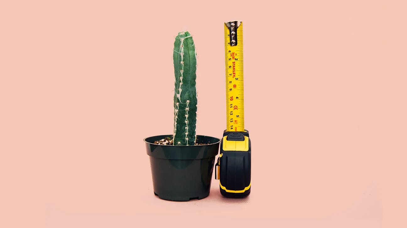 The Ultimate Guide to Penis Massage Techniques