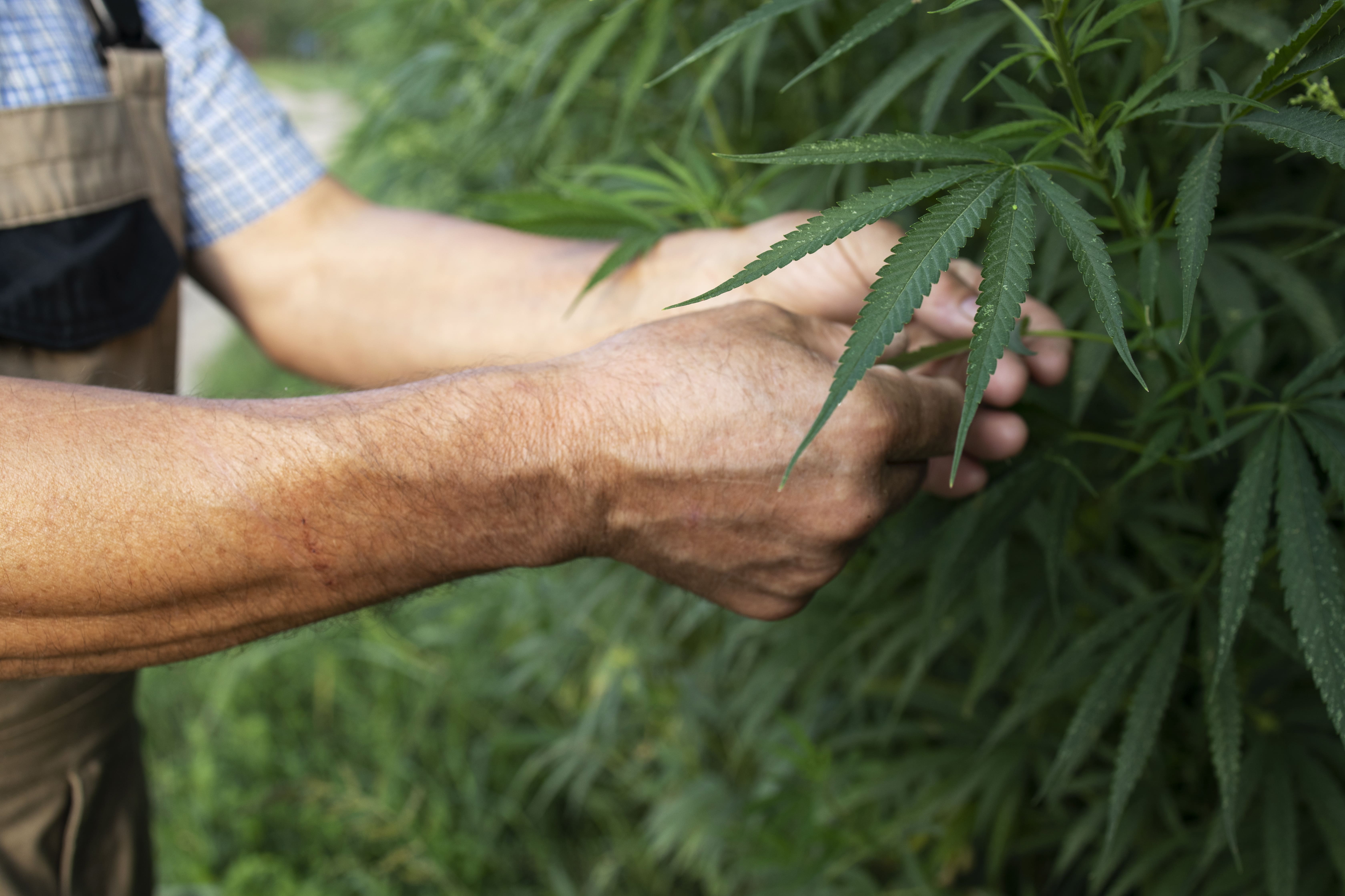 Smoking Weed | Does it Help Treat Erectile Dysfunction?